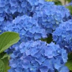 Hydrangea macrophylla 'Renate Steiniger' - Hortensia Renate Steiniger