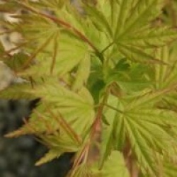 Acer palmatum 'Red Wood'