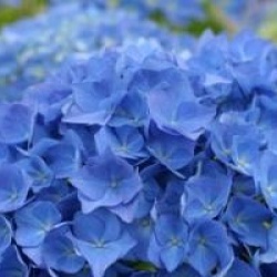 Hydrangea macrophylla 'Renate Steiniger'