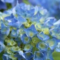 Hydrangea macrophylla 'Renate Steiniger'