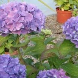 Hydrangea macrophylla 'Renate Steiniger'