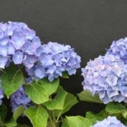 Hydrangea macrophylla 'Renate Steiniger'