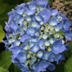 Hydrangea macrophylla 'Renate Steiniger'