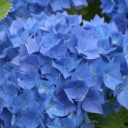 Hydrangea macrophylla 'Renate Steiniger'