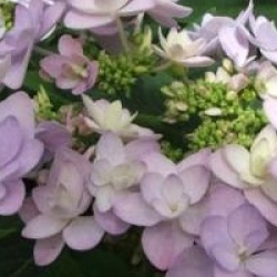 Hydrangea macrophylla 'Romance'