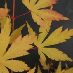 Acer palmatum 'Red Wood' - �rable du Japon Red Wood