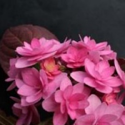 Hydrangea macrophylla 'Romance'