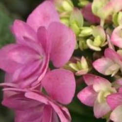 Hydrangea macrophylla 'Romance'