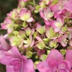 Hydrangea macrophylla 'Romance' - Hortensia Romance