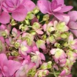 Hydrangea macrophylla 'Romance'