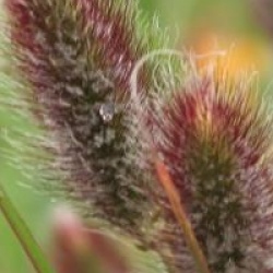 Pennisetum Red Bunny Tail