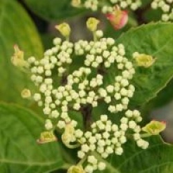 Hydrangea macrophylla 'Rotschwanz'