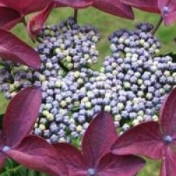 Hydrangea macrophylla 'Rotschwanz'