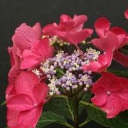 Hydrangea macrophylla 'Rotschwanz'