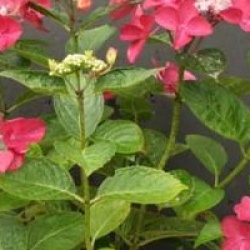 Hydrangea macrophylla 'Rotschwanz'