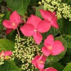 Hydrangea macrophylla 'Rotschwanz'