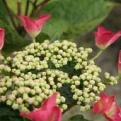 Hydrangea macrophylla 'Rotschwanz'