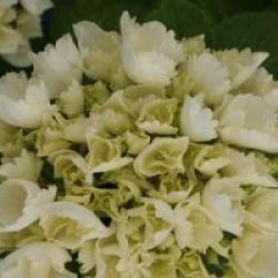 Hydrangea macrophylla 'Schneeball' �