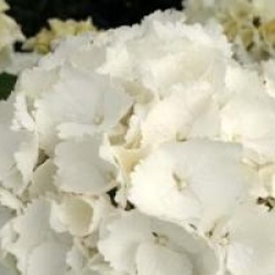 Hydrangea macrophylla 'Schneeball' � - Hortensia Schneeball