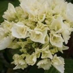 Hydrangea macrophylla 'Schneeball' �
