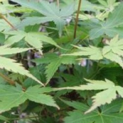 Acer palmatum 'Sango-kaku'