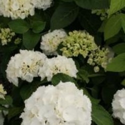 Hydrangea macrophylla 'Schneeball' �