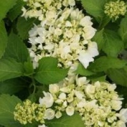 Hydrangea macrophylla 'Soeur Th�r�se'