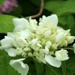 Hydrangea macrophylla 'Soeur Th�r�se'
