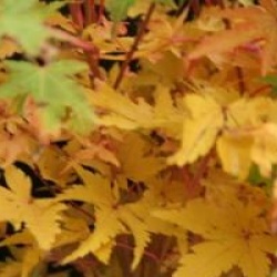 Acer palmatum 'Sango-kaku'