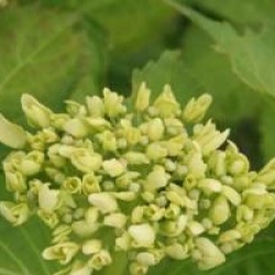 Hydrangea macrophylla 'Soeur Th�r�se'