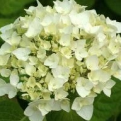 Hydrangea macrophylla 'Soeur Th�r�se'