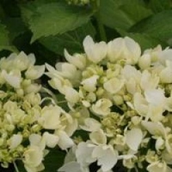 Hydrangea macrophylla 'Soeur Th�r�se'