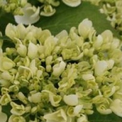 Hydrangea macrophylla 'Soeur Th�r�se'