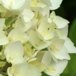 Hydrangea macrophylla 'Soeur Th�r�se'