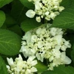 Hydrangea macrophylla 'Soeur Th�r�se'