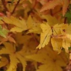 Acer palmatum 'Sango-kaku'