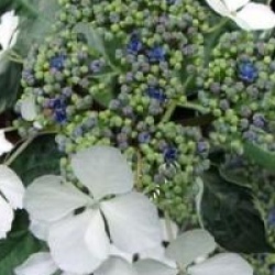 Hydrangea macrophylla 'Tricolor'