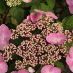 Hortensia Twist and Shout