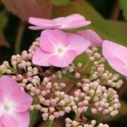 Hydrangea macrophylla 'Twist and Shout'