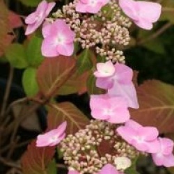 Hydrangea macrophylla 'Twist and Shout'