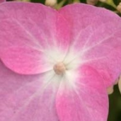 Hydrangea macrophylla 'Twist and Shout'