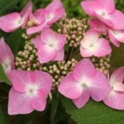 Hydrangea macrophylla 'Twist and Shout'
