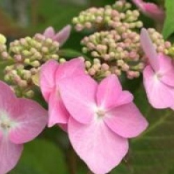 Hydrangea macrophylla 'Twist and Shout'