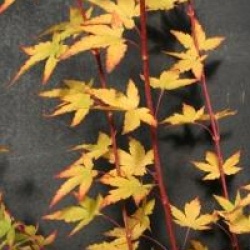 Acer palmatum 'Sango-kaku'