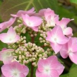 Hydrangea macrophylla 'Twist and Shout'