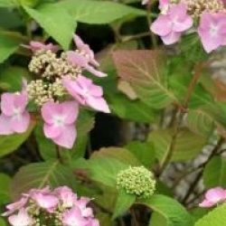 Hydrangea macrophylla 'Twist and Shout'
