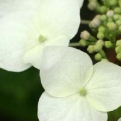 Hydrangea macrophylla 'Veitchii'