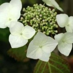 Hydrangea macrophylla 'Veitchii'