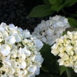 Hydrangea macrophylla 'Weisse Konigin' - Hortensia Weisse Konigin