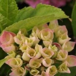 Hydrangea macrophylla 'Xian'